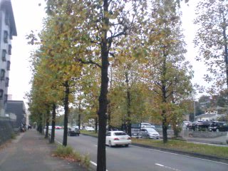 街路樹の紅葉した木々