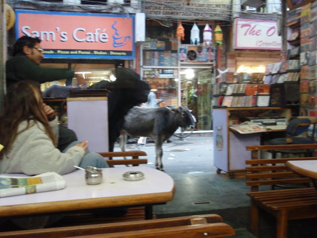 飲食店に入ってこようとするインドの牛1