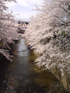 川沿いに咲き乱れる桜並木