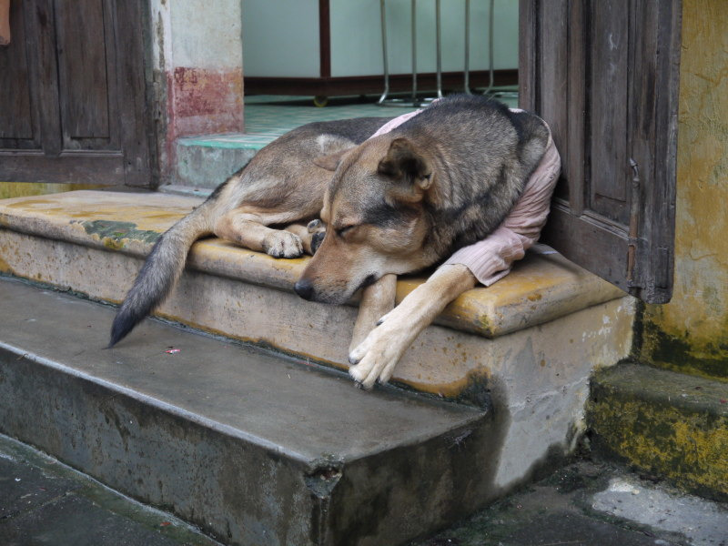 ベトナム・ホアインにいた犬