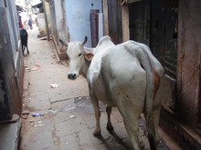インドの牛